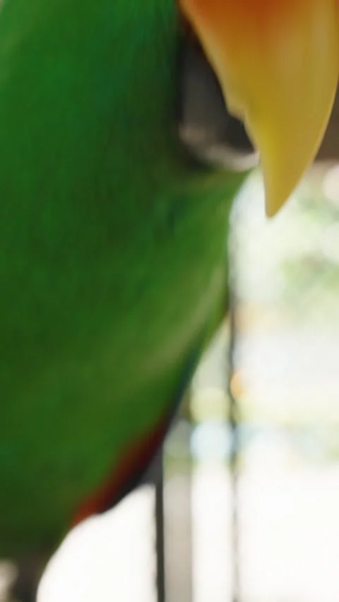 Vertical video. Green Parrot Looking at Camera with Orange Beak While Holding 스톡 동영상 314019124