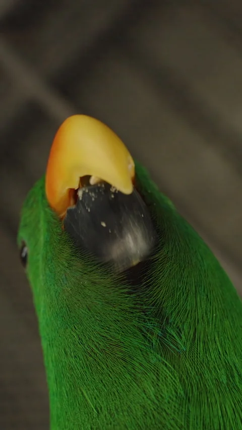 Vertical video. Green Parrot Looking Up While Holding Seed in Beak under Indoor 스톡 동영상 314019425