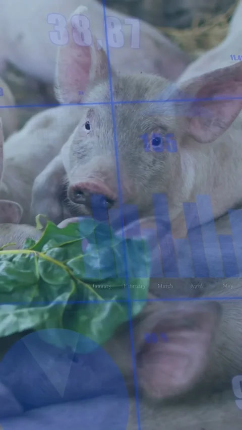 Vertical video: Green scent pulling piglet up to nibble while camera zooming and Stock Footage 332806571