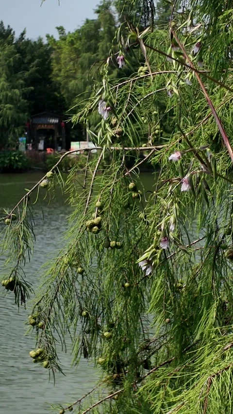 Vertical Video of Green Thuja Cones on Branch Near Lake, Natural Scenic Detail Stock Footage 315848019