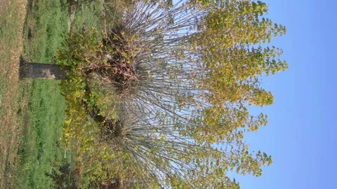 Vertical video of green tree in spring in 4k slow motion 60fps Stock Footage 104090399