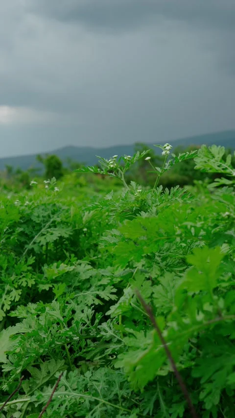 Vertical video, Green weeds on the side of a road on a cloudy day Stock Footage 280632548
