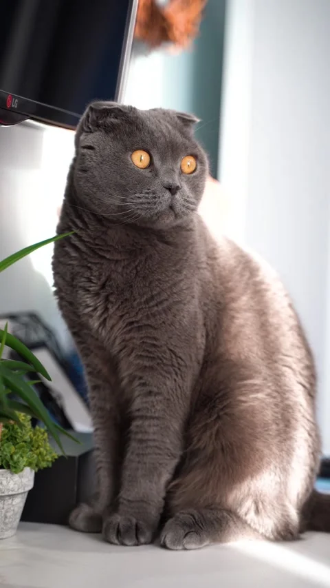 Vertical video of grey cat scottish fold Stock Footage 151016903