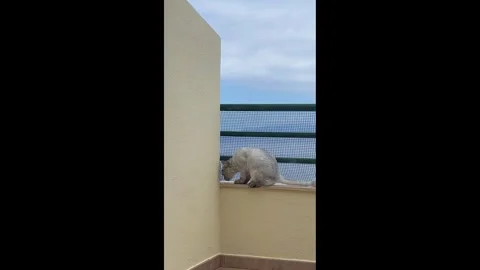 A vertical video of a grey cat trying to escape. Stock Footage 331324699