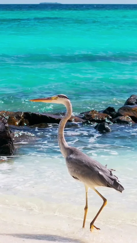 Vertical video of a grey heron Stock Footage 269823500