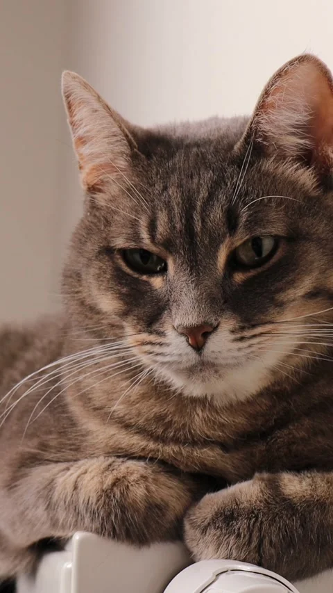 Vertical video. grey tabby cat lying on warm radiator with relaxed expression. Stock Footage 314430862
