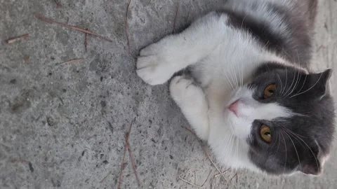 Vertical video of grey white cat lying in the shadow on cool concrete ground Stock Footage 258851688
