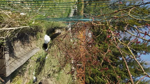 Vertical video group of ducks moving to the water on a bank of the lake. Scenic  Video stock 135904314
