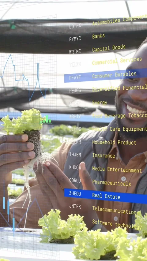 Vertical video: Grower lifting hydroponic lettuce, assessing roots while overlay Stock Footage 333542258