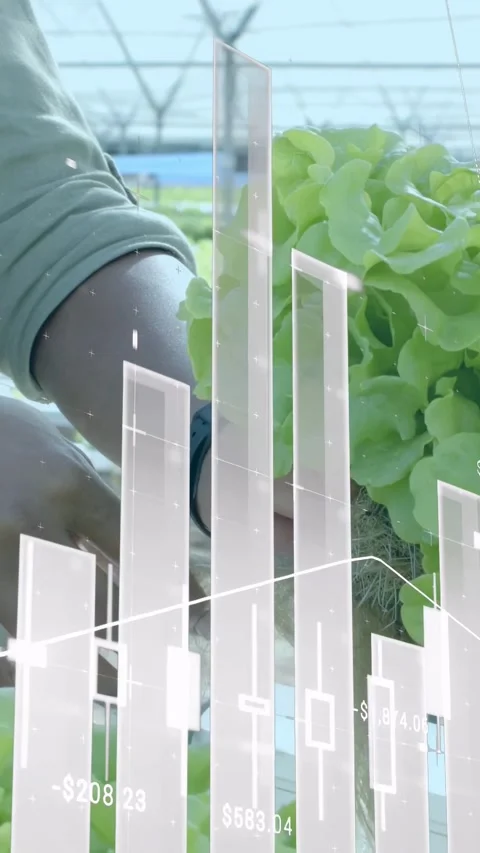 Vertical video: Grower reaching, lifting hydro lettuce checking roots while Stock Footage 337540670
