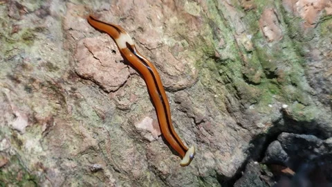 Vertical Video Hammerhead worms In The Wild For Social Media Account Stock Footage 156903942
