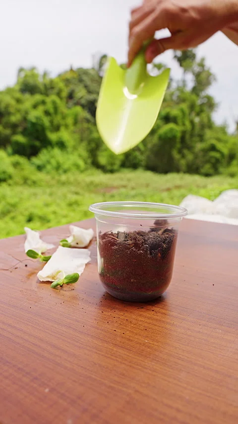 Vertical video. Hand Adds Potting Soil to a Clear Plastic Cup on a Wooden Table Stock Footage 341975829