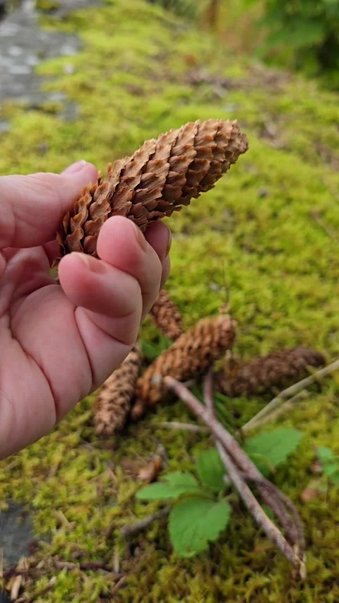 Vertical video of hand examining a small pine cone on moss Stock Footage 344058373