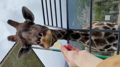 Vertical video. Hand-feed a giraffe in a safari park Vidéo 169286088