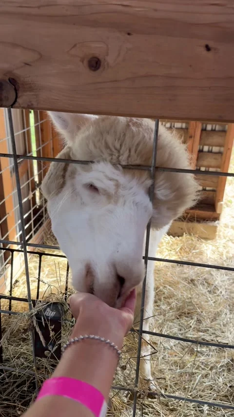 Vertical video of a hand feeding a friendly llama Stock-Footage 345620618