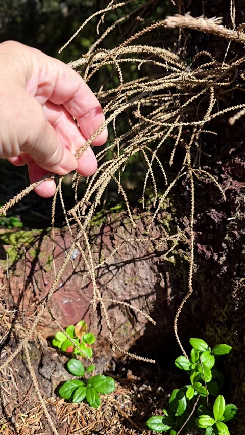 Vertical video of hand gently touching small twigs at tree root Stock Footage 344472205