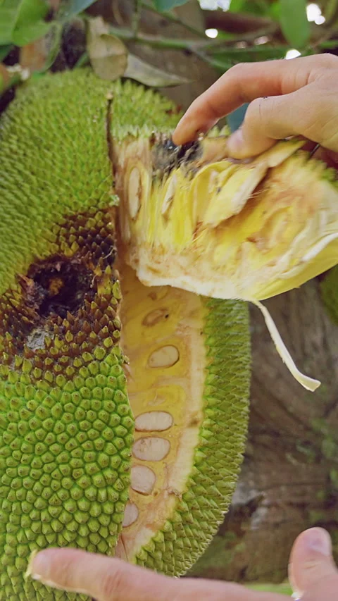 Vertical video. Hand Opening Jackfruit on Tree Showing Yellow Flesh Inside, Fres Stock Footage 334313790