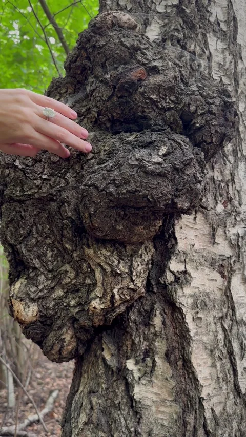 Vertical video of hand with oval diamond engagement ring in forest Stock Footage 316770946