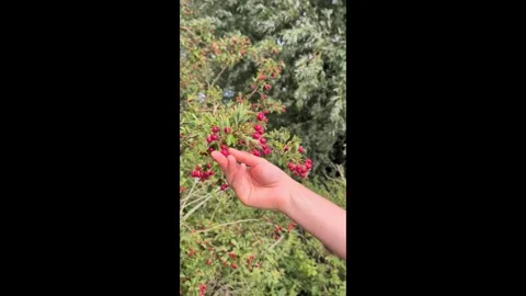 Vertical Video of Hand Picking Ripe Hawthorn Berries from a Bush Video stock 315914679