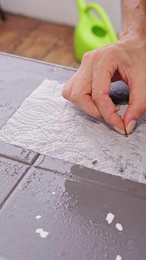 Vertical video. Hand Picking Small Seeds From Wet Paper Towel on Tiled Surface, Stock Footage 341964616