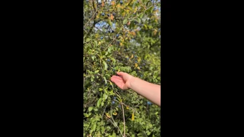 Vertical Video of Hand Picking Wild Sloe Berries from a Bush Video stock 315915910