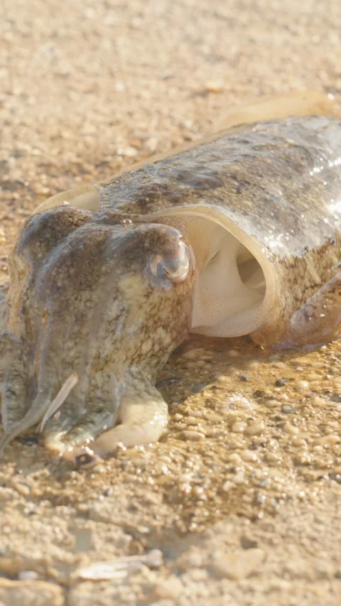 Vertical video. A Hand Removing The Bait From A Caught Squid On Sandy Ground Stock Footage 301362707