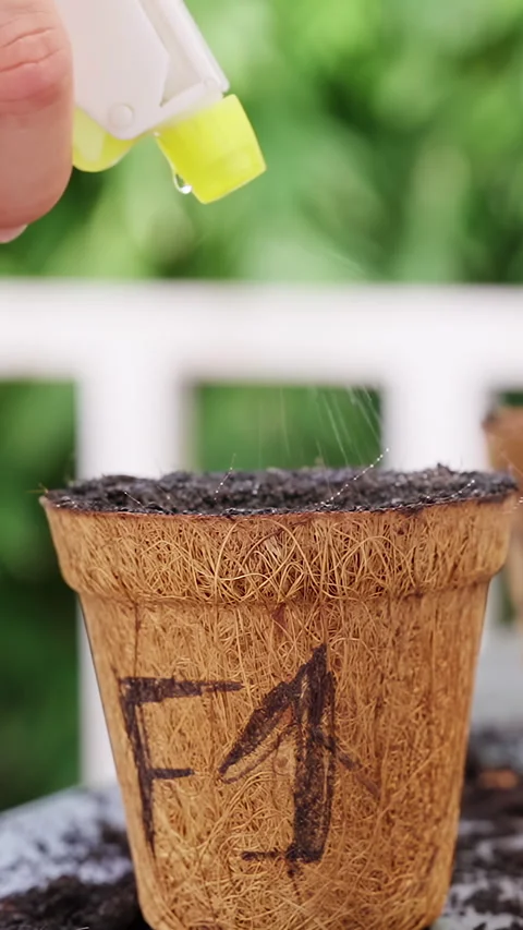 Vertical video. Hand Sprays Water Over Soil in Biodegradable Pots Outdoors, Supp Stock Footage 341959904