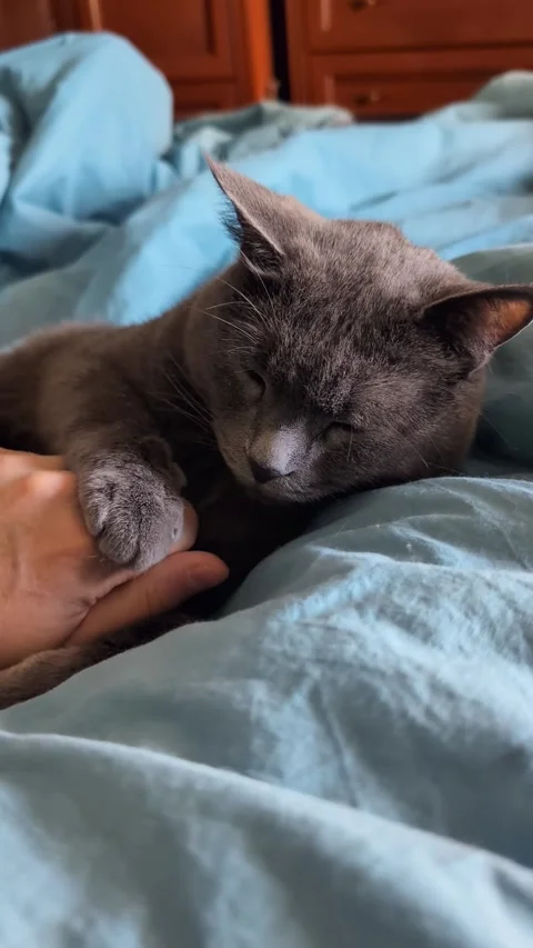Vertical video of hand stroking gray cat relaxing together on bed indoors Stock Footage 323186995