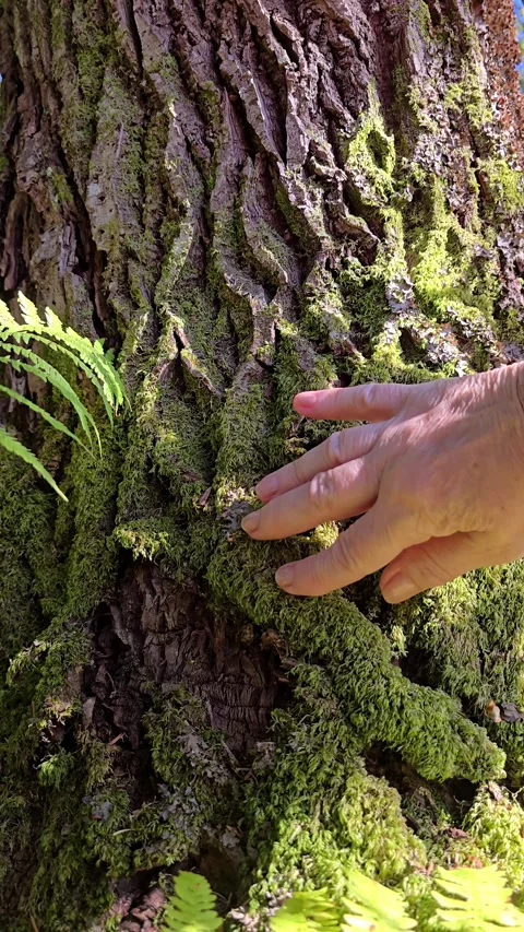 Vertical video of hand stroking textured old tree bark with moss Stock Footage 344472254