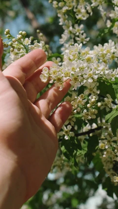 Vertical video. Hand touching bird cherry flowers. Spring nature background. Stock Footage 336367814