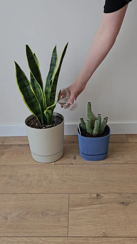 Vertical video of a hand watering potted sansevieria and cactus plants 库存影片 336947745