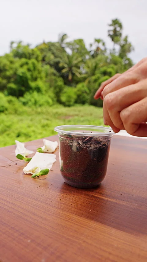 Vertical video. Hands Make a Planting Hole in Potting Soil inside a Clear Plasti Stock Footage 341976021
