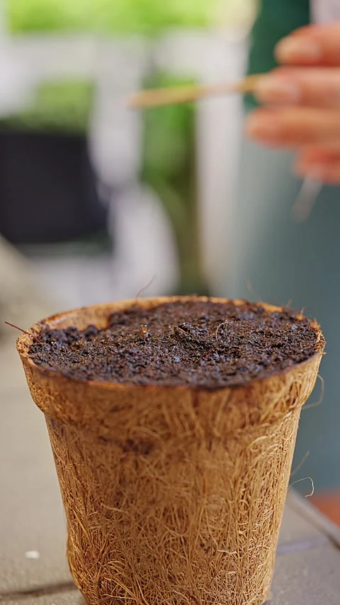 Vertical video. Hands Moisten And Poke Potting Soil In a Biodegradable Fiber Pot Stock Footage 341965869