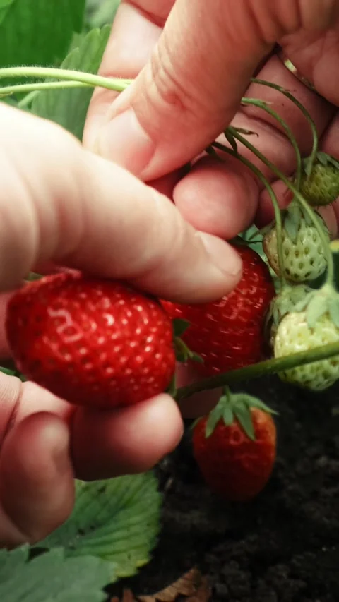 Vertical video. Hands picking strawberries. Summer strawberry harvest. Stock Footage 340333702