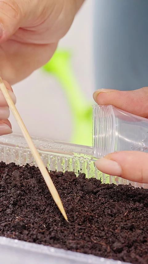 Vertical video. Hands planting cute seeds in soil with a wooden skewer, close-up Stock Footage 341981632