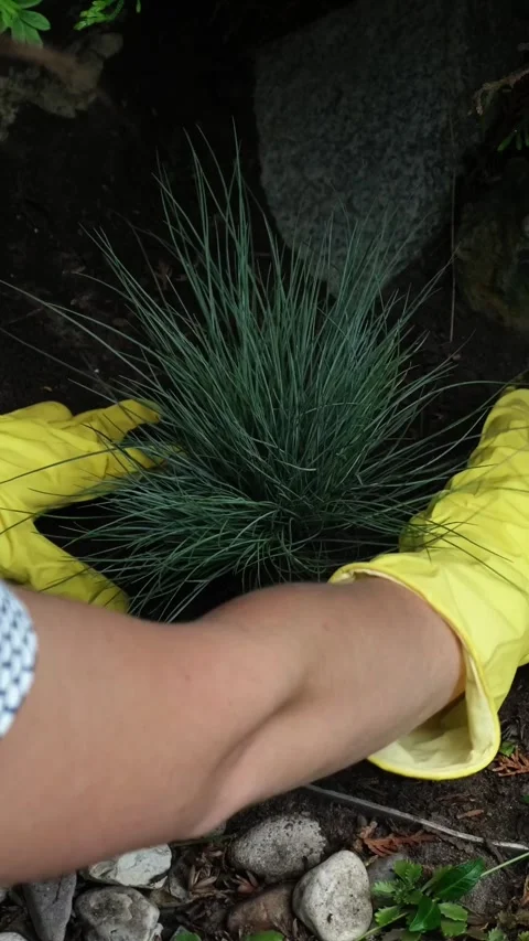 Vertical video. Hands planting decorative plant in soil in summer garden Stock Footage 340333707