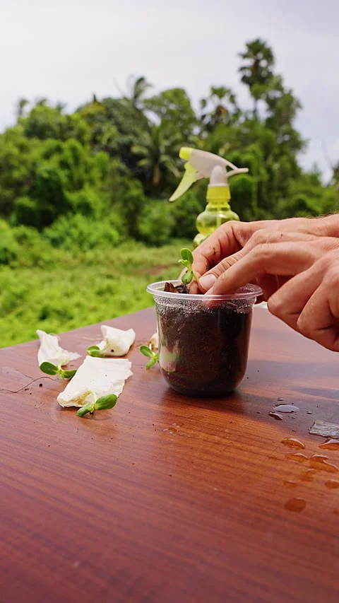 Vertical video. Hands Planting a Young Seedling in a Clear Cup of Soil on a Wood Stock Footage 341976319