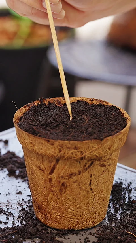 Vertical video. Hands Sow Seeds and Spray Soil in Biodegradable Coir Pots on a G Stock Footage 341951275