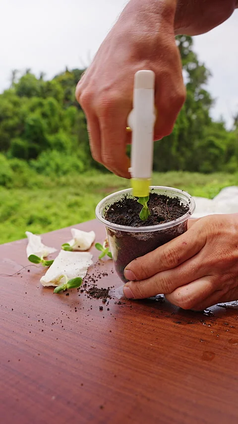Vertical video. Hands Spray Water on a Young Seedling in a Clear Soil Cup Outdoo Stock Footage 341976433