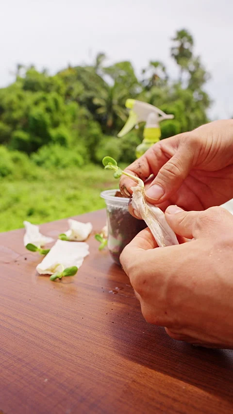 Vertical video. Hands Transplant a Young Seedling into a Soil Filled Plastic Cup Stock Footage 341976207