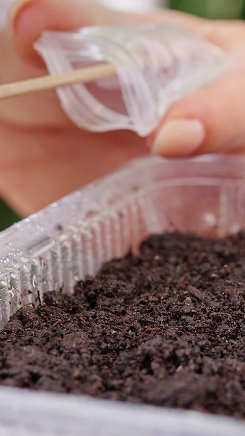 Vertical video. Hands Use a Wooden Stick to Sow Seeds in a Soil Filled Tray, Sup Stock Footage 341949695