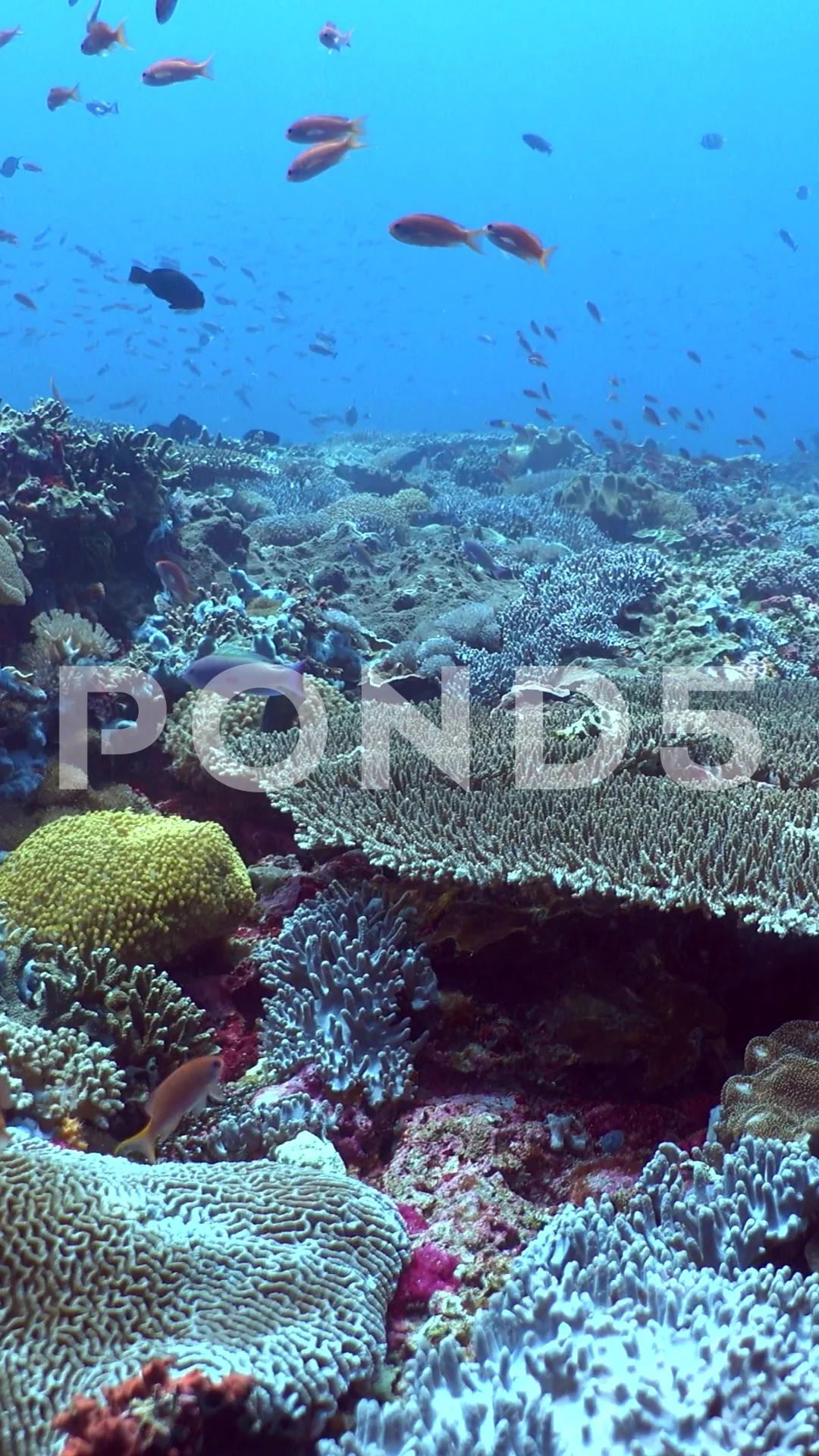 Vertical video of Hard and soft coral reef full of tropical fishes