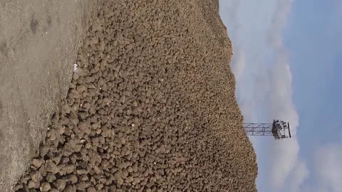 Vertical video. Harvested sugar beets. Folded near the sugar factory. Stock-Footage 220132669