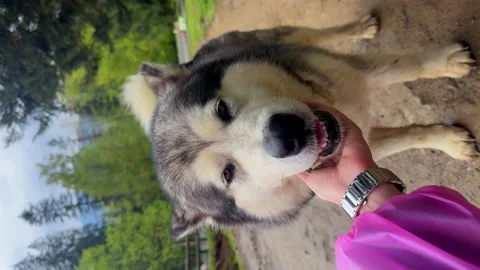 Vertical video A Heartwarming Encounter: A Fluffy Dog and Its Friendly Human Stock Footage 314462390