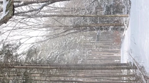 Vertical video of heavy snow fall in pine tree forest, hand held video, col.. Stock Footage 262001569