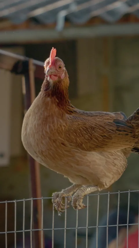 Vertical video Hen balancing on wire mesh fence in farmyard Stock Footage 306223700
