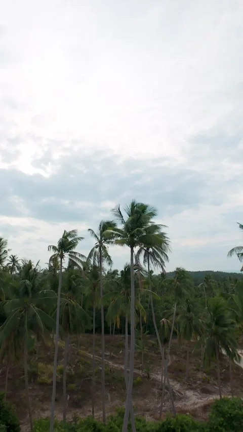 Vertical video. High Angle View Over Dense Palm Tree Forest and Road Stretching Video stock 314431821
