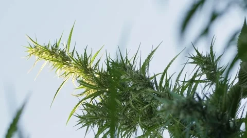 Vertical video. High quality medicinal cannabis production for health care. Stock-Footage 268628136