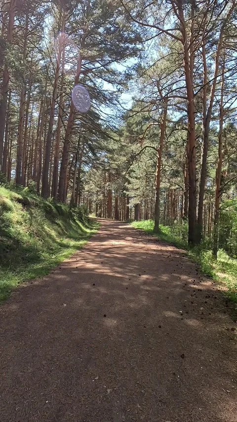 Vertical video of hiking on a path between pine trees Stock Footage 297083440