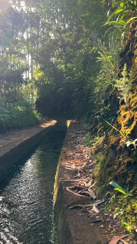 Vertical Video: Hiking track at levada in Madeira through lush green forest Stock Footage 249015414